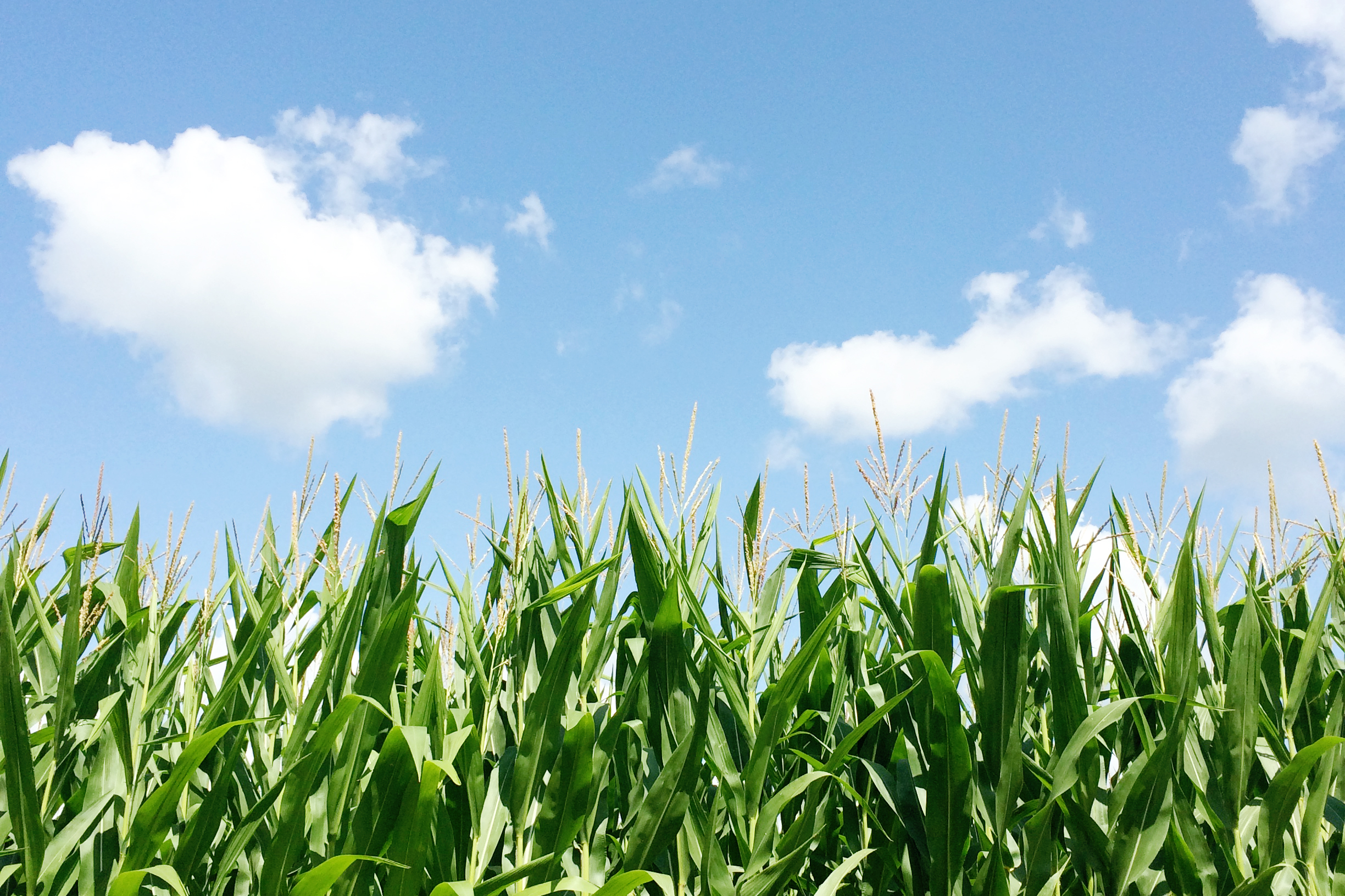 Wisconsin Corn Field